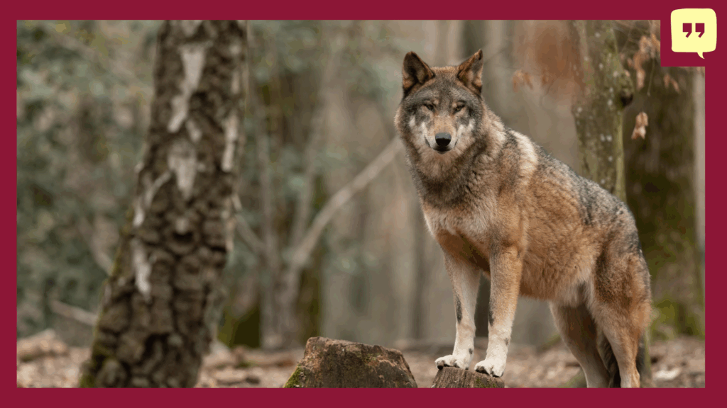 Is de Deense wolf gevaarlijk?